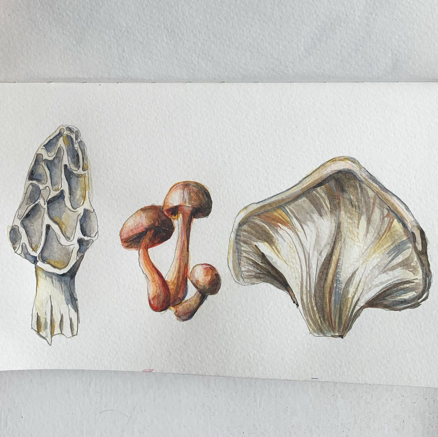 watercolor mushroom study